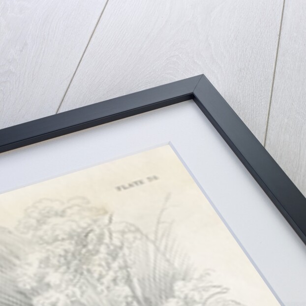 Two hares by Anonymous