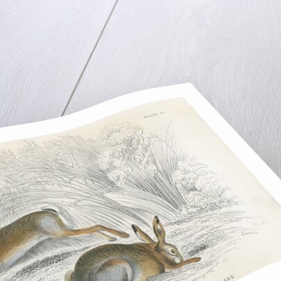 Two hares by Anonymous