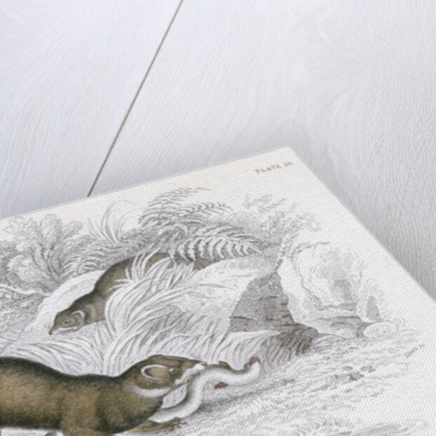 Polecats by Anonymous