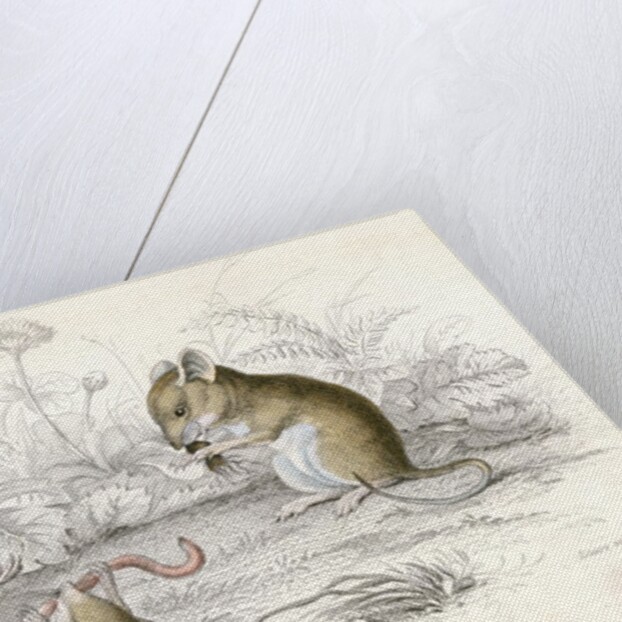 Harvest mice by Anonymous