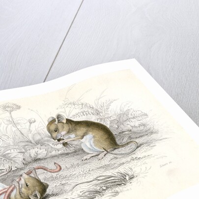 Harvest mice by Anonymous