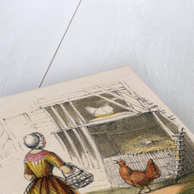 Woman collecting chicken eggs by Anonymous