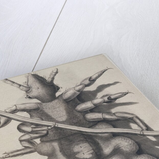 Louse on human hair by Anonymous