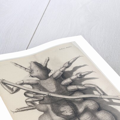 Louse on human hair by Anonymous