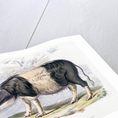 Old English breed of pig by Anonymous