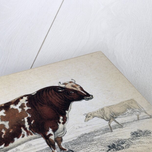 British Short Horn by Anonymous