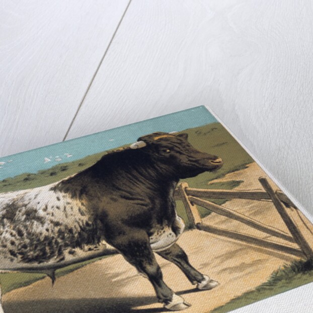 Shorthorn Bull 'Ironclad' by Anonymous