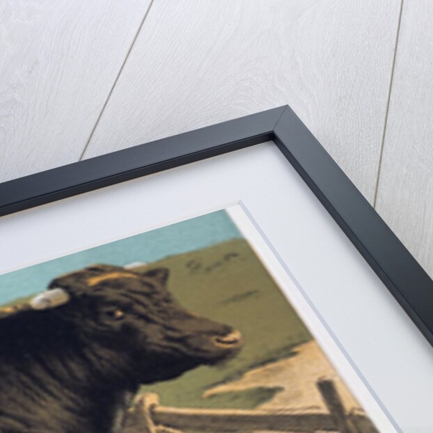 Shorthorn Bull 'Ironclad' by Anonymous