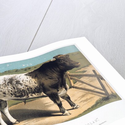 Shorthorn Bull 'Ironclad' by Anonymous