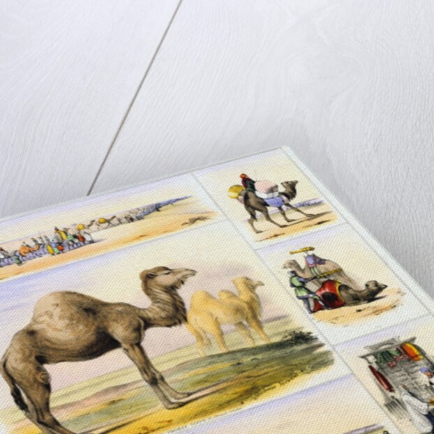 Camels and their uses by Anonymous