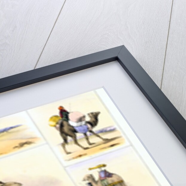 Camels and their uses by Anonymous