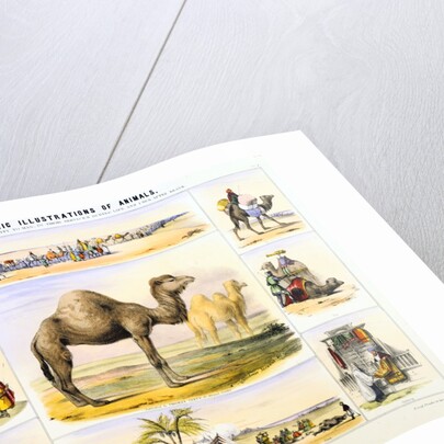 Camels and their uses by Anonymous