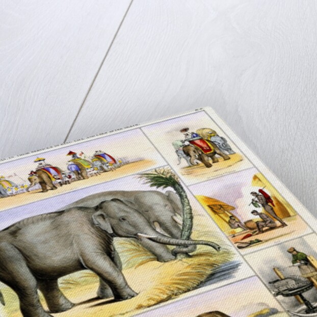 Elephants and their uses by Anonymous