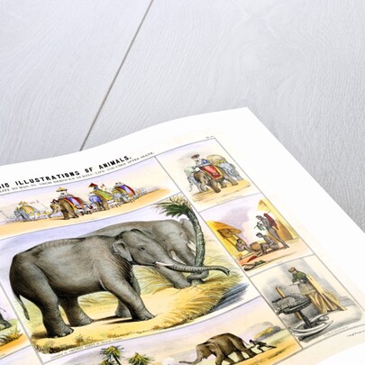 Elephants and their uses by Anonymous