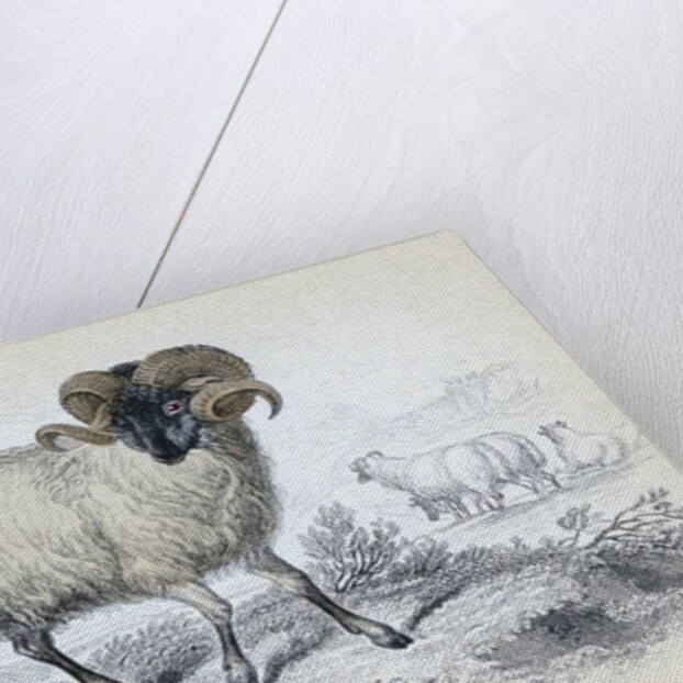 Black Faced Ram by Anonymous