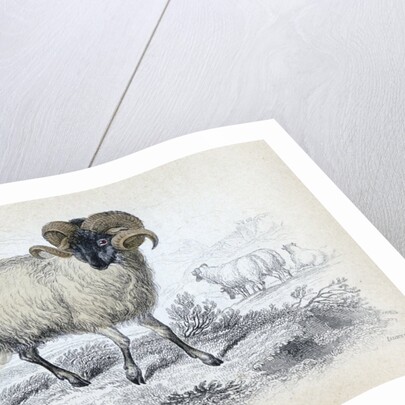 Black Faced Ram by Anonymous