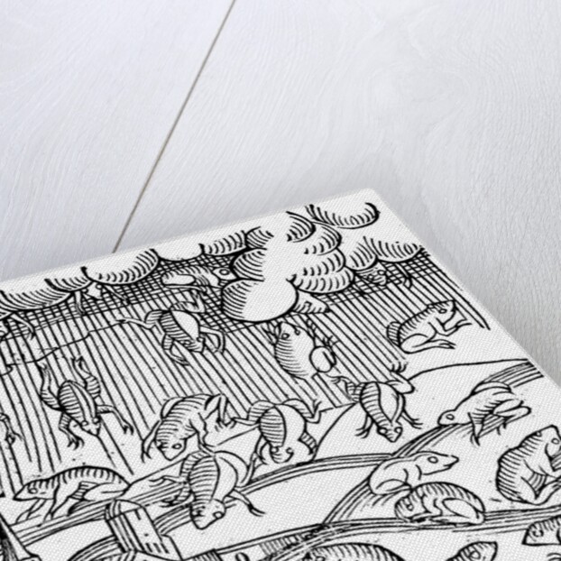 Rain of frogs recorded in 1355 by Anonymous