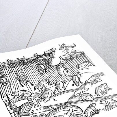 Rain of frogs recorded in 1355 by Anonymous