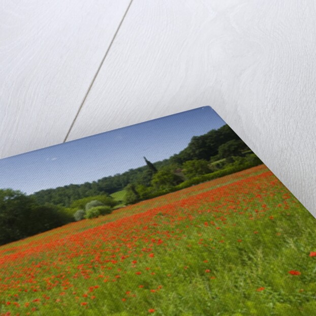 Poppy field, Chiusi, Italy by Anonymous