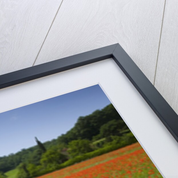 Poppy field, Chiusi, Italy by Anonymous