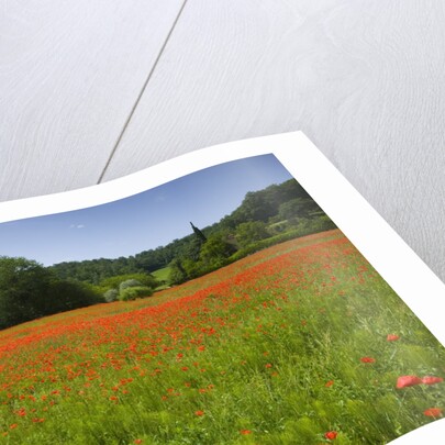Poppy field, Chiusi, Italy by Anonymous