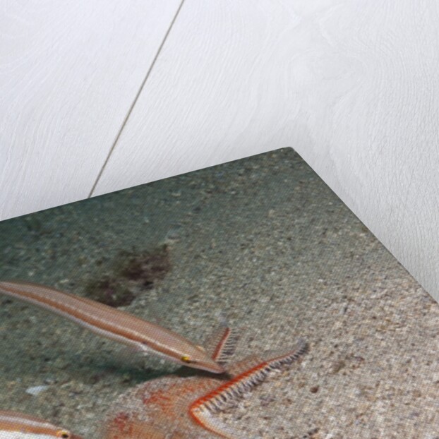 Juvenile Rainbow Wrasses by Anonymous
