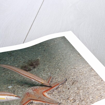 Juvenile Rainbow Wrasses by Anonymous