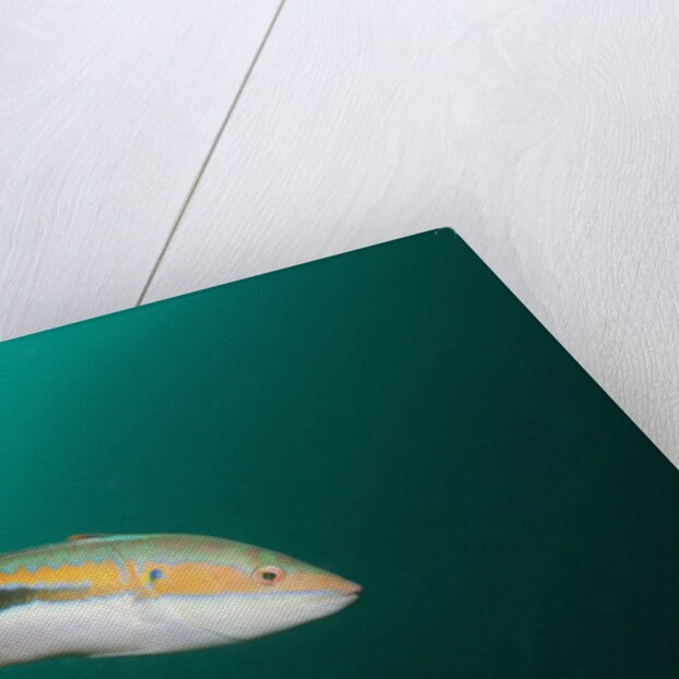 Rainbow Wrasse by Anonymous