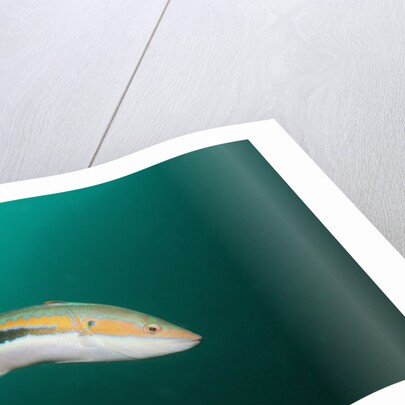 Rainbow Wrasse by Anonymous
