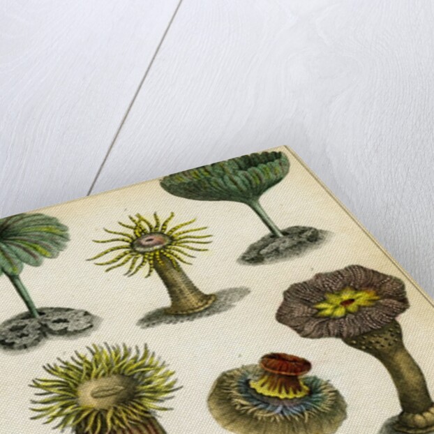 Sea anemones by Anonymous