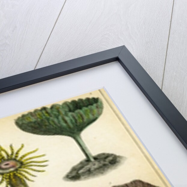 Sea anemones by Anonymous