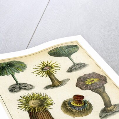 Sea anemones by Anonymous