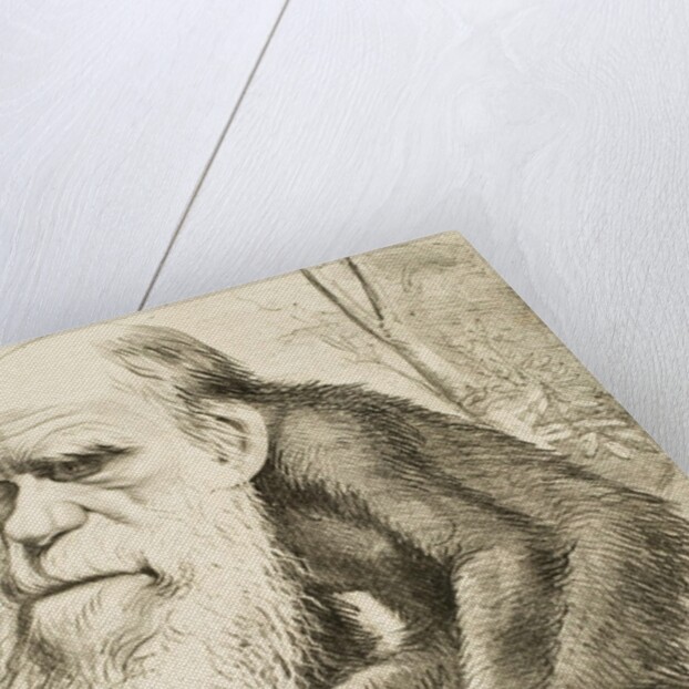 Caricature of Charles Darwin by Anonymous