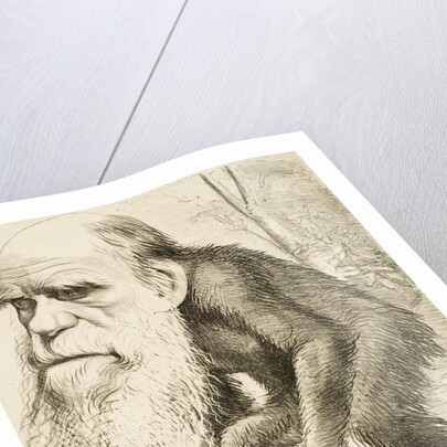 Caricature of Charles Darwin by Anonymous