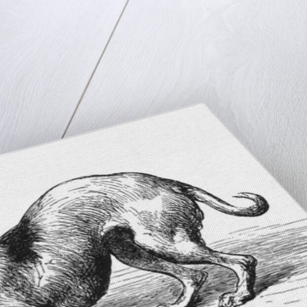 Submissive dog by Anonymous