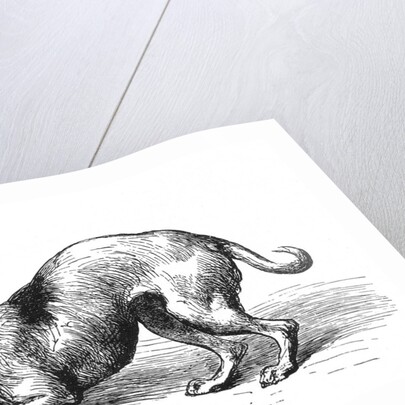 Submissive dog by Anonymous