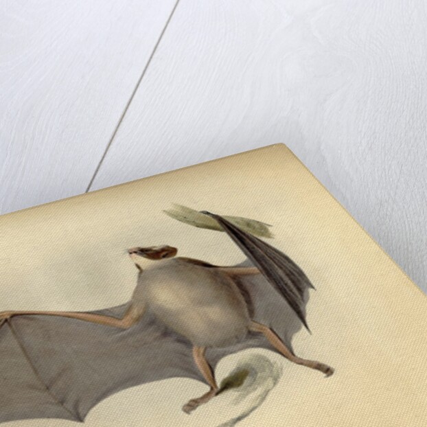 Color lithograph of bat by Anonymous