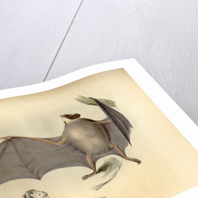 Color lithograph of bat by Anonymous
