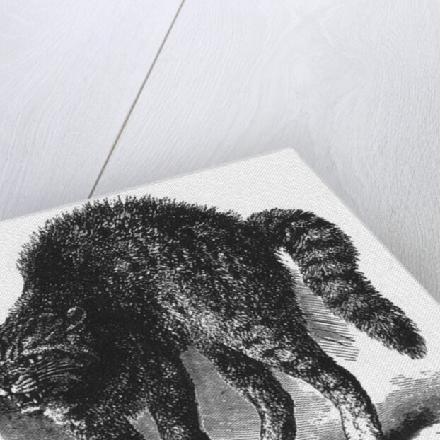 Scared cat by Anonymous