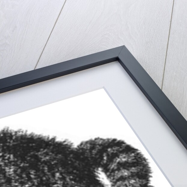 Scared cat by Anonymous