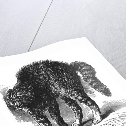 Scared cat by Anonymous