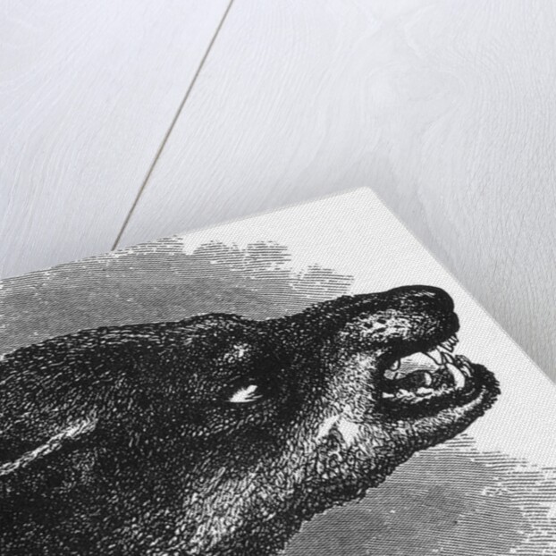 Head of snarling dog by Anonymous