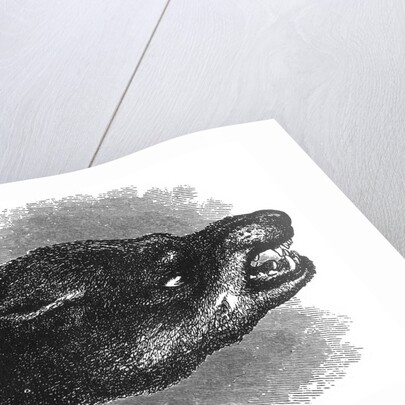 Head of snarling dog by Anonymous