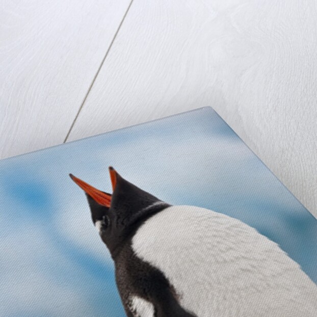 Gentoo Penguin Antarctica by Anonymous