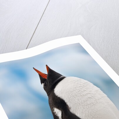 Gentoo Penguin Antarctica by Anonymous