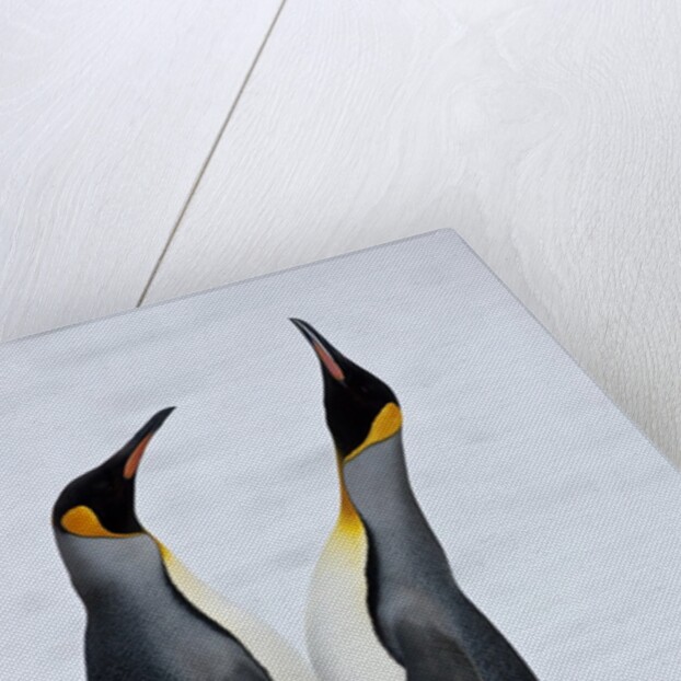 Pair King Penguins on fresh snows, South Georgia Island by Anonymous