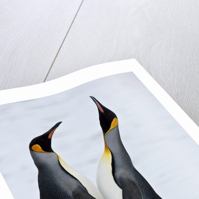 Pair King Penguins on fresh snows, South Georgia Island by Anonymous