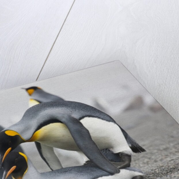 King Penguins about to mate, South Georgia Island by Anonymous