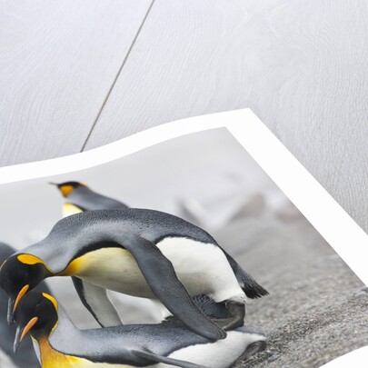 King Penguins about to mate, South Georgia Island by Anonymous