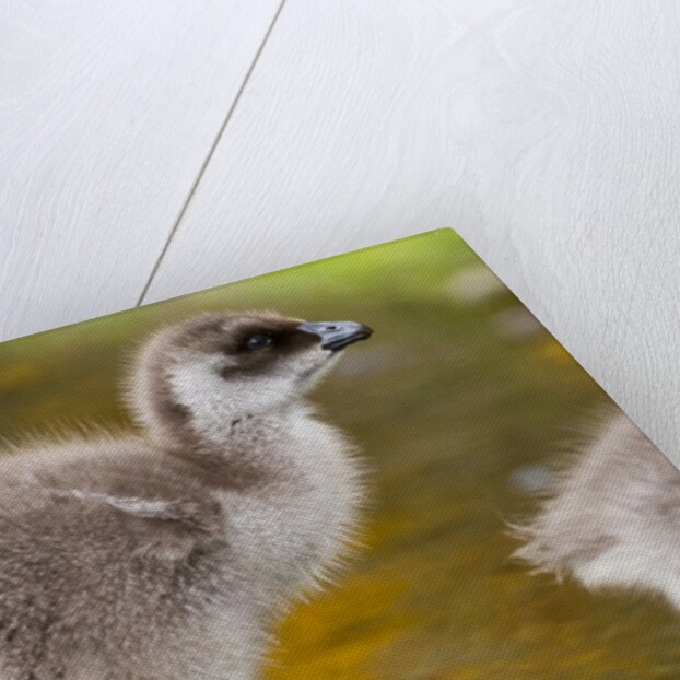 Upland Goose baby at waters edge, Fakland Islands by Anonymous